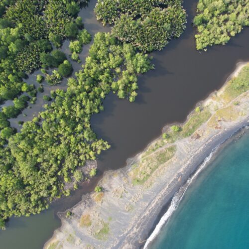 mangrove
