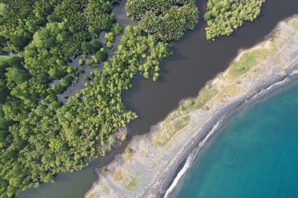 mangrove